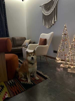 AINO Hotel 7