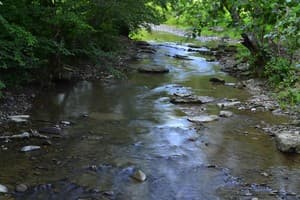 Біля лісу 15