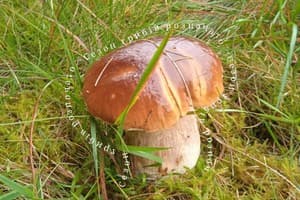 Буков'ян 12