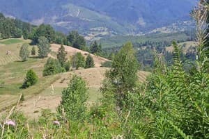 Червона Калина 12