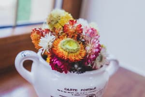 Червона Рута 29