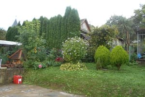 Червона калина 1