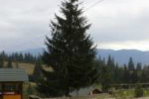 Цветущая гора 7