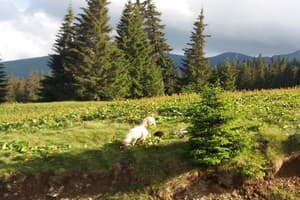 Дом Звиздарюка (Пролисок) 9