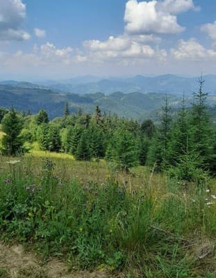 Family House Forest 8