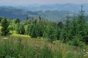 Family House Forest 8