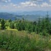 Family House Forest 8-9/21