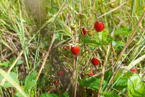 Family House Forest 10