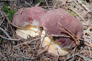 Family House Forest 11