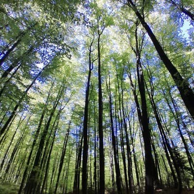 Family House Forest 12