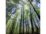 Family House Forest 12