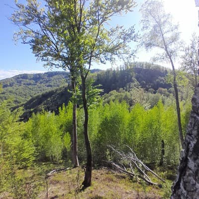 Family House Forest 13