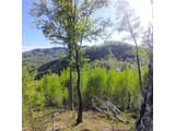 Family House Forest 13