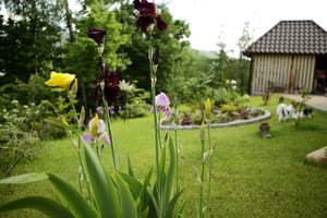 Фавар Карпаты 16