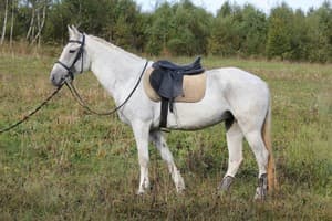 Карпатські полонини 11