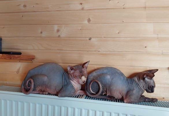 Котеджі Цімбори 30