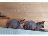 Котеджі Цімбори 30