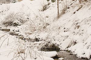 Лесная сказка у пани Стефании 4