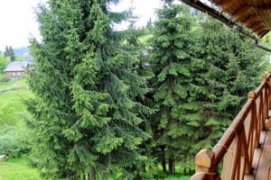 Лесная ягода 14