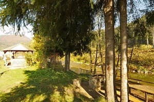 Лев у Светланы 10