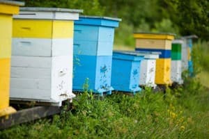 Медовый двор 4