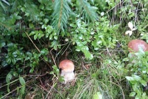 Перлина гір 27