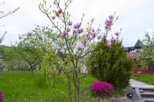 Первоцвет 14