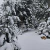 Под елями 13-14/18