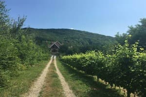 Polychka Winehouse 1