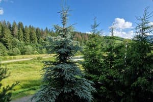 Вілла Річка. Котедж 10-місний Вілла Річка 7