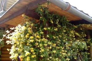 Романтика 22