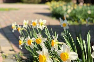 Срібний Водограй 13