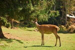 Ведмежа Гора 31