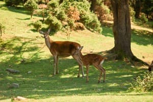 Ведмежа Гора 32