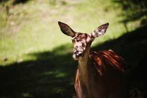 Ведмежа Гора 33