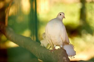 Ведмежа Гора 35