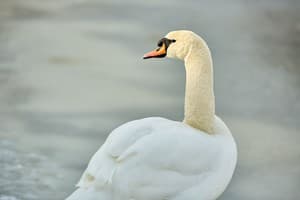 Ведмежа Гора 37