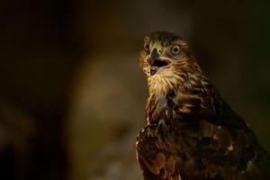 Ведмежа Гора 39