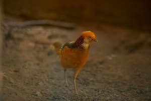 Ведмежа Гора 40