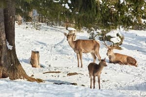 Ведмежа Гора 20