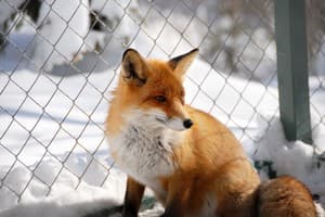 Ведмежа Гора 21