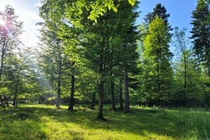 Ворота Карпат 10