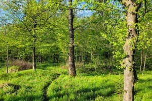 Ворота Карпат 40