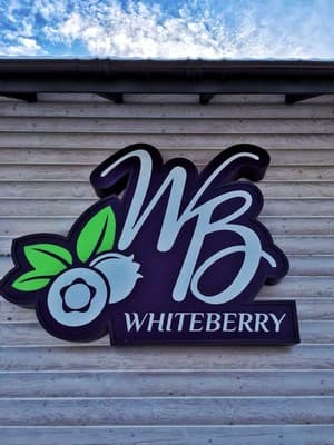 Whiteberry 31