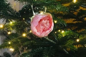 Яблуницька троянда 25