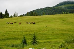 Затишок біля річки 13