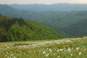 Зеленая Дача 4