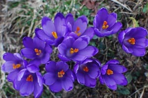 Зеленая Дача 6