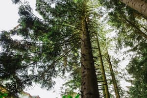 Зеленый бор 9