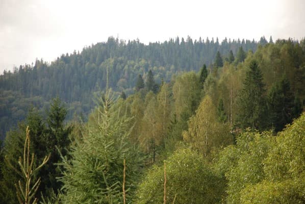 Золотая Подкова 48